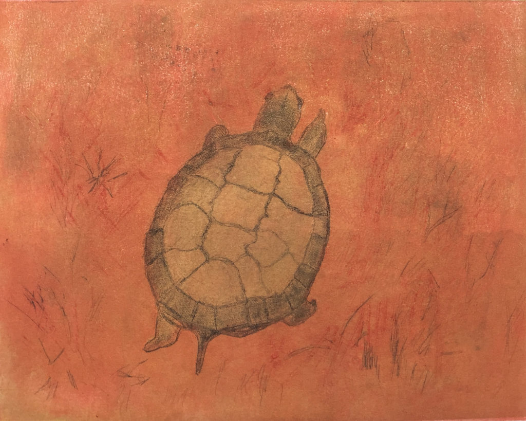 Beth Shepherd, Turtle on the Move (monoprint, 8X10 inches. The image shows a green turtle on a burnt orange ground. 
