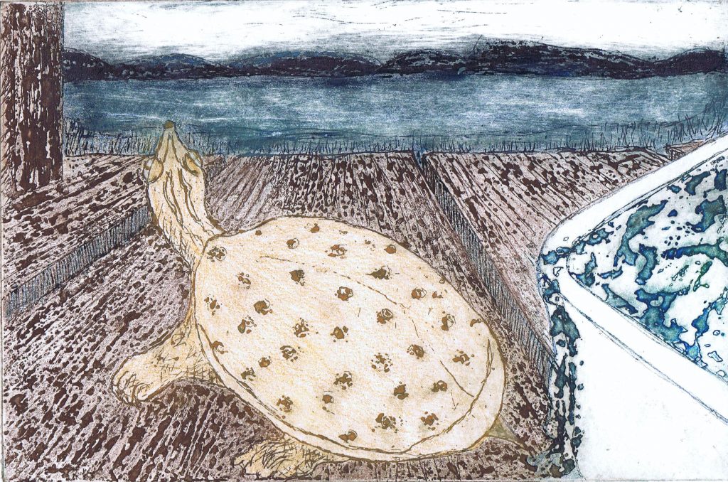 Beth Shepherd, Snort: The Great Escape, etching with hand colouring, 6 X 9 inches, 2022. The image shows a spiny soft-shell turtle escaping from a dish pan and heading to a lake. 
