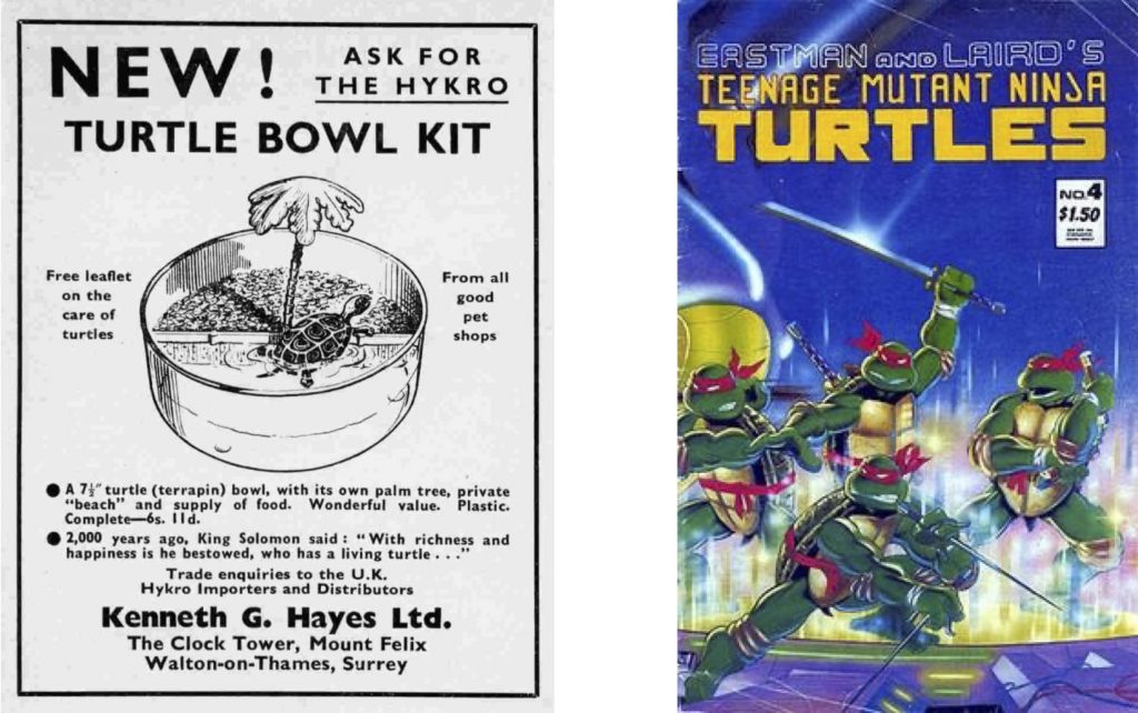 A 1950s advertisement for a Turtle Bowl Kit and the cover of a 1984 Teenage Mutant Ninja Turtles comic